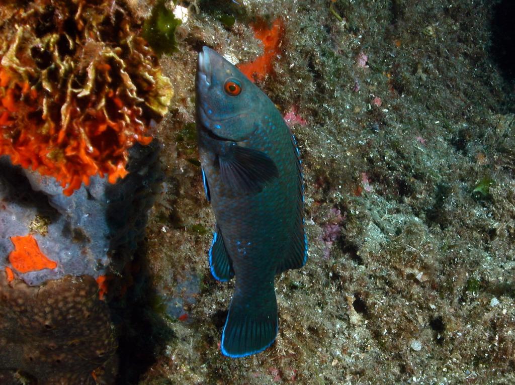 Labrus viridis